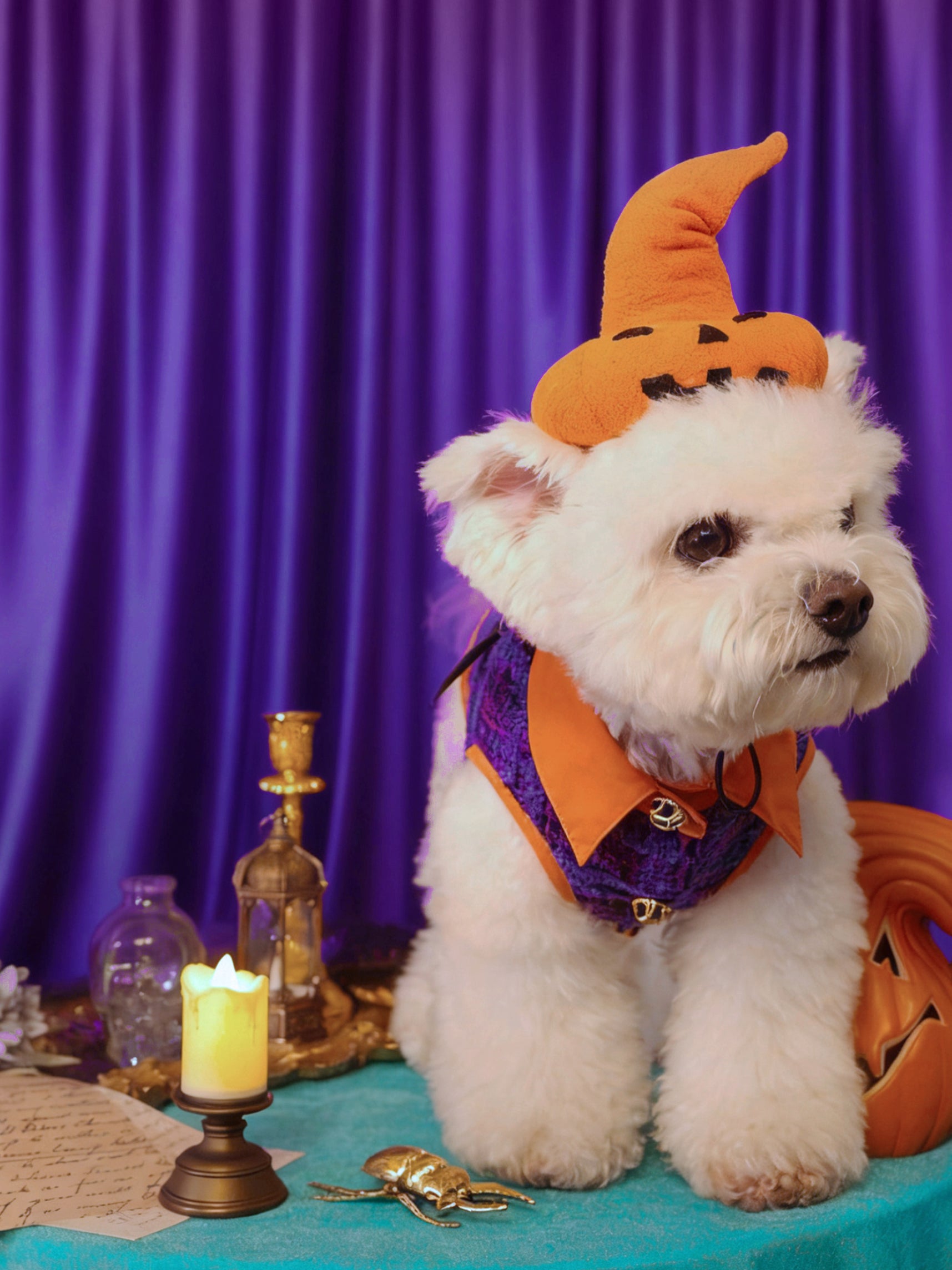 Noctis Gourd |Trick or Chic Limited Pet Apparel with Matching Hat Set