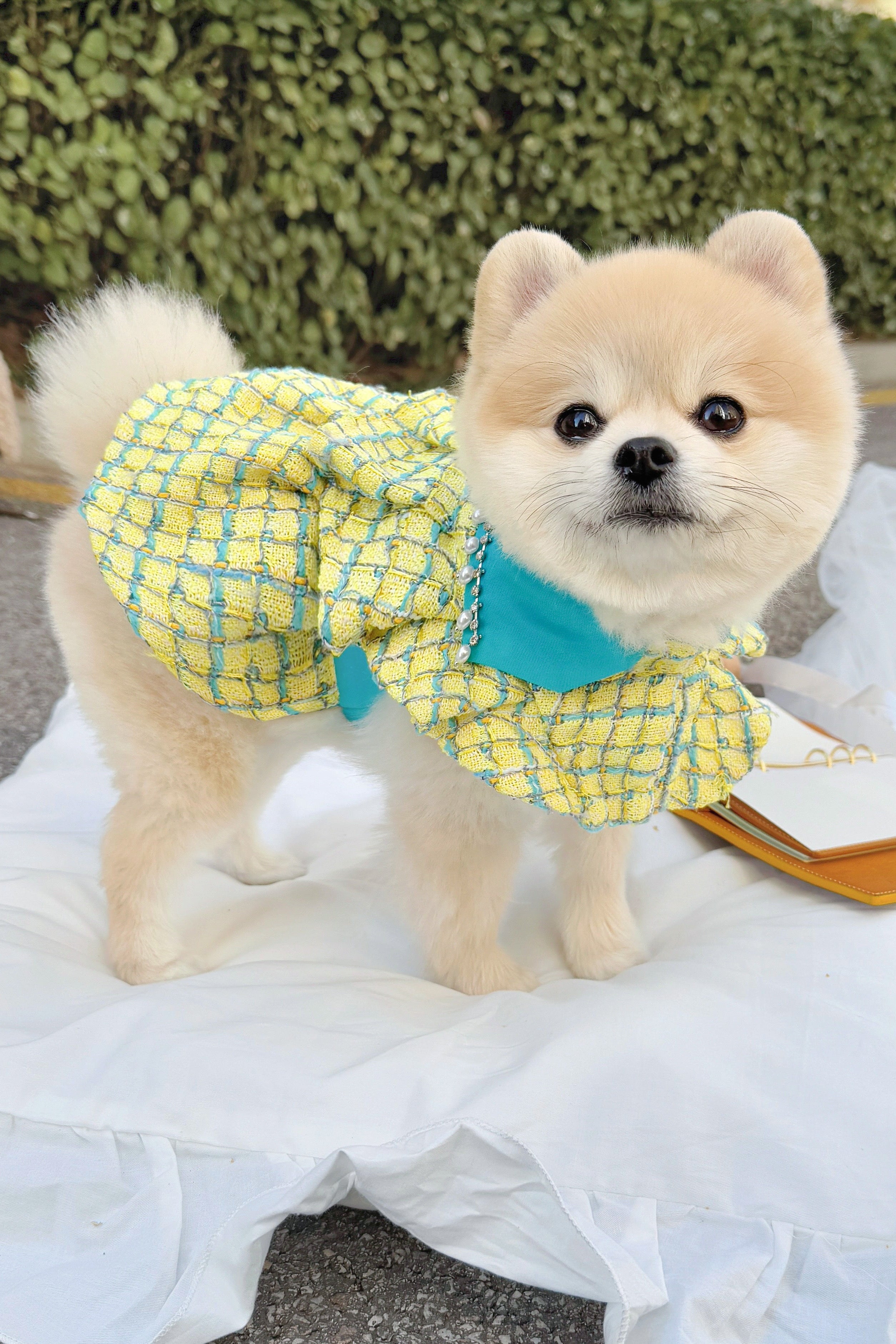 The Atlantis Sparkling Robes Pet Clothing - Yellow Tweed & Cape Robe Design