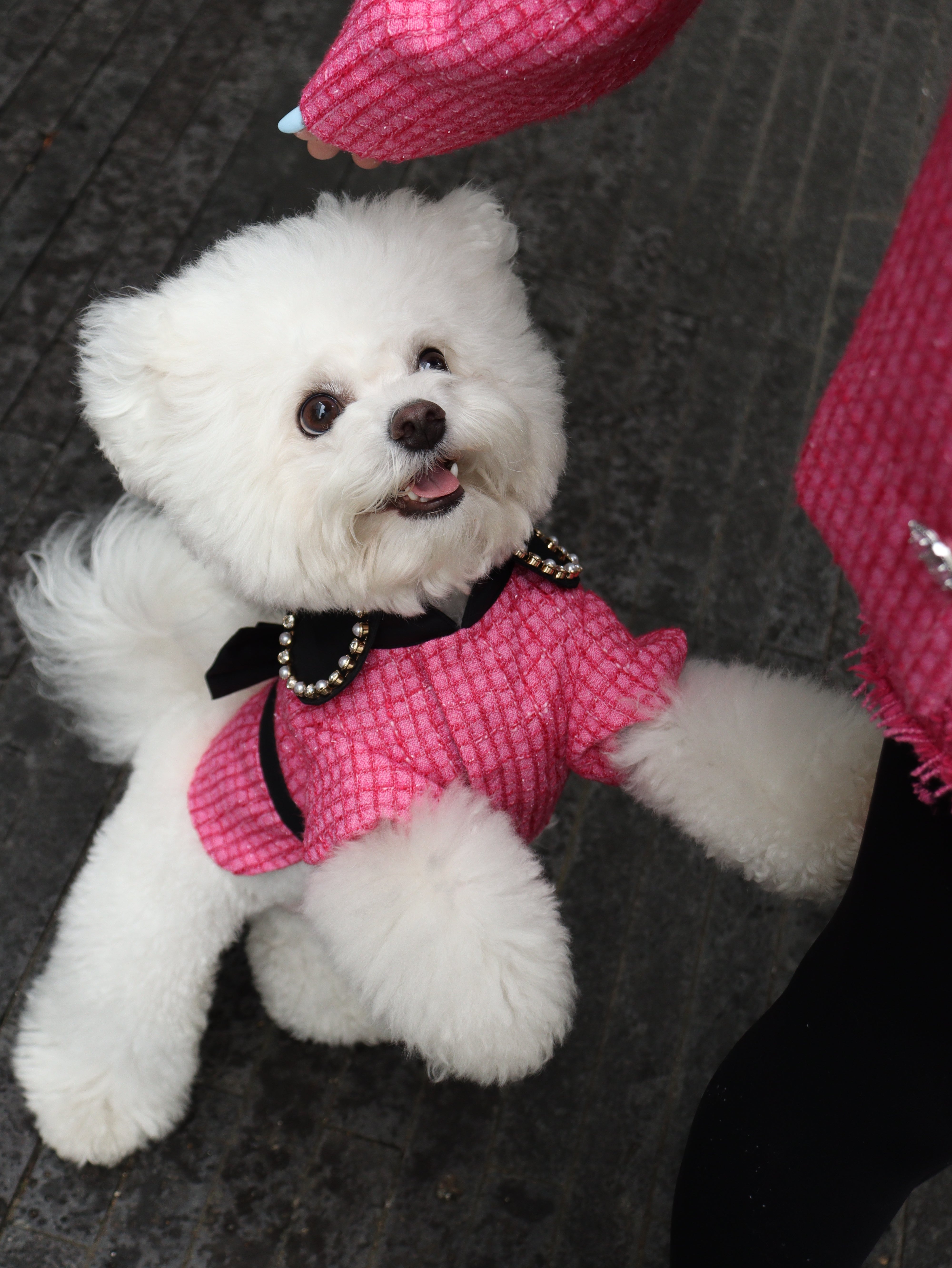 The Atlantis Pearl Crate Pet Clothing - Tweed & Sparkling Rhinestone Chain