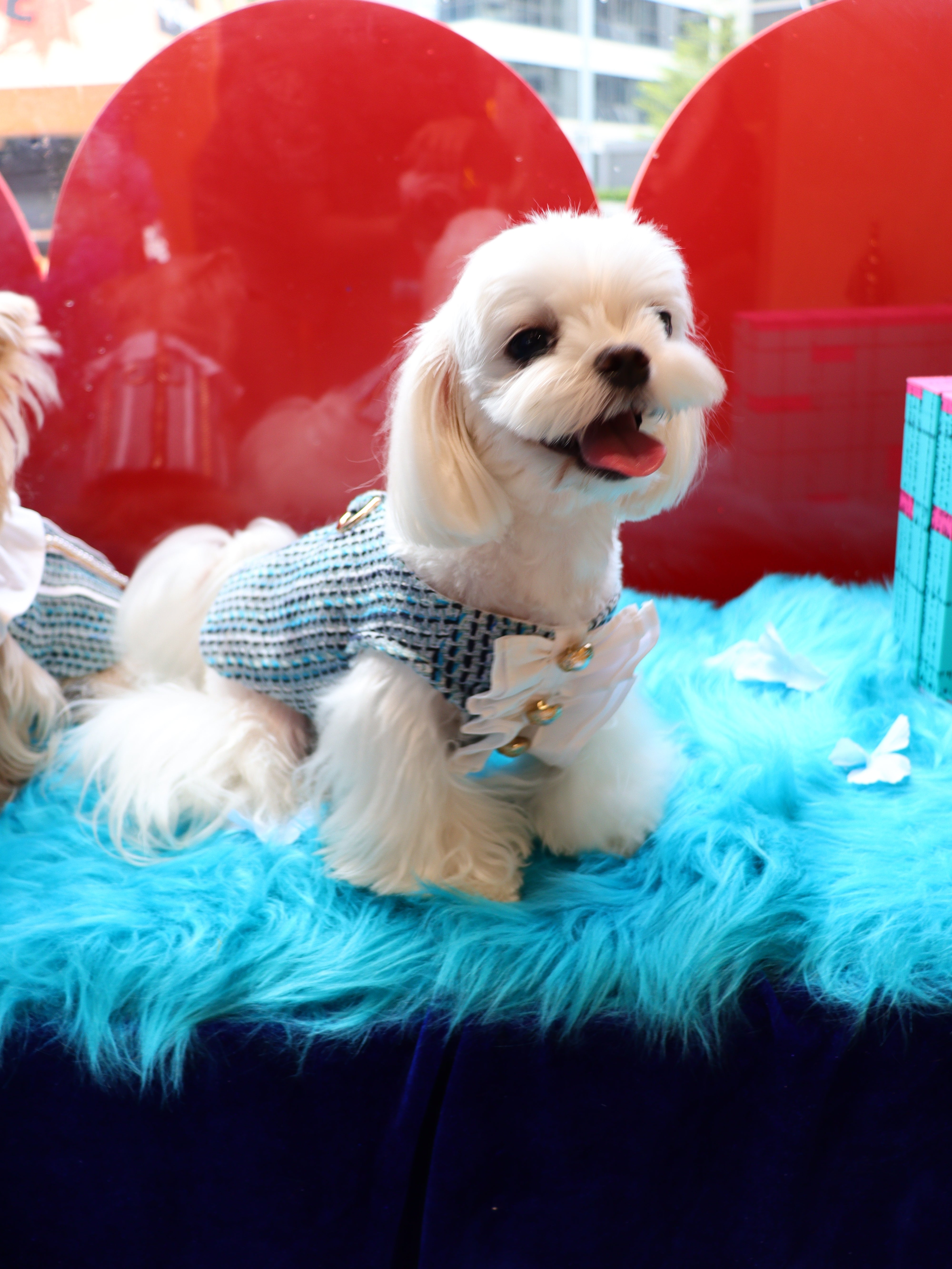 The Atlantis The Adventures Of The Prince Pet Clothing - Scaly Tweed & Prince Collar