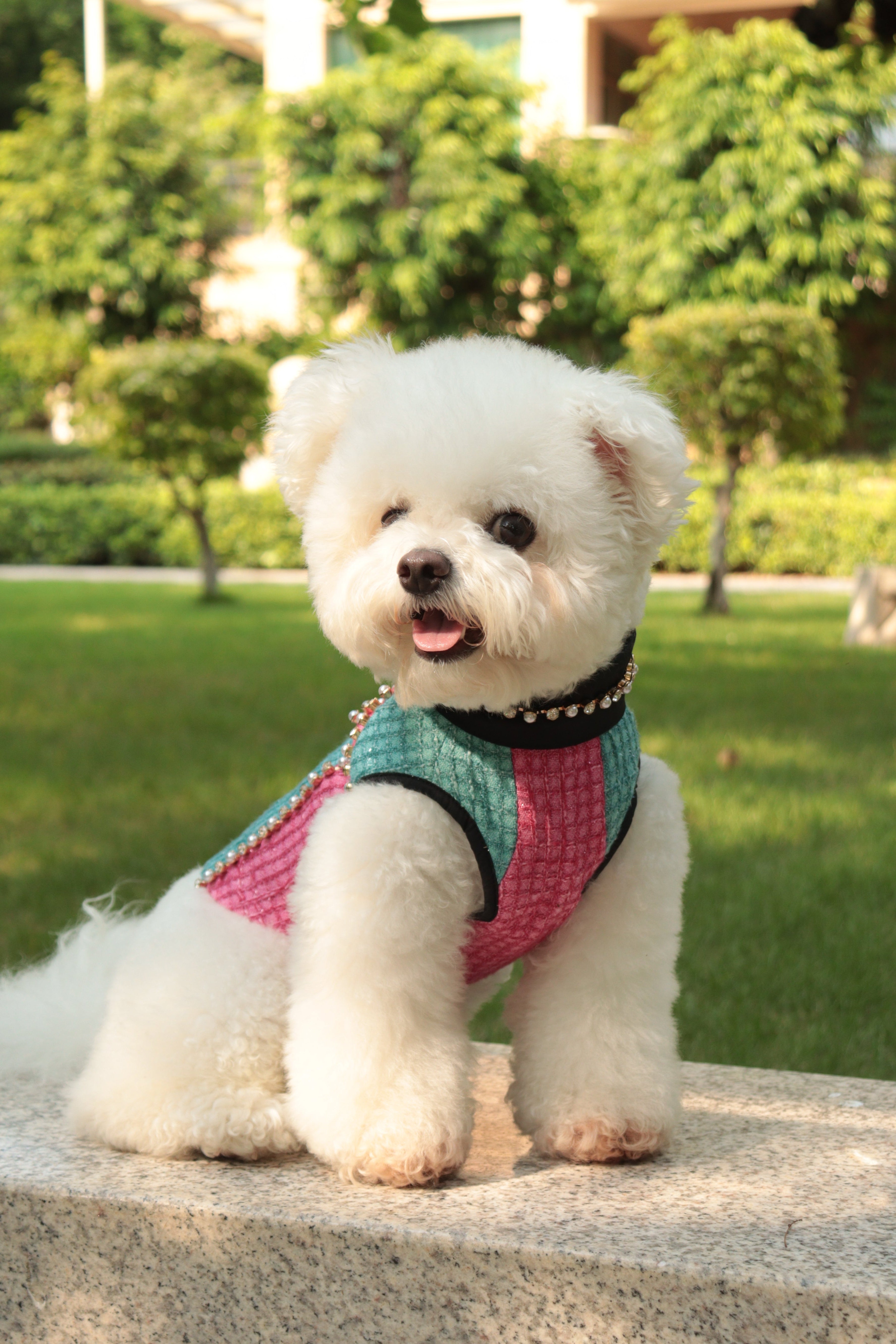 The Atlantis Poseidon's Romance Pet Clothing - Seafoam Tweed & Rhinestone Line Detail