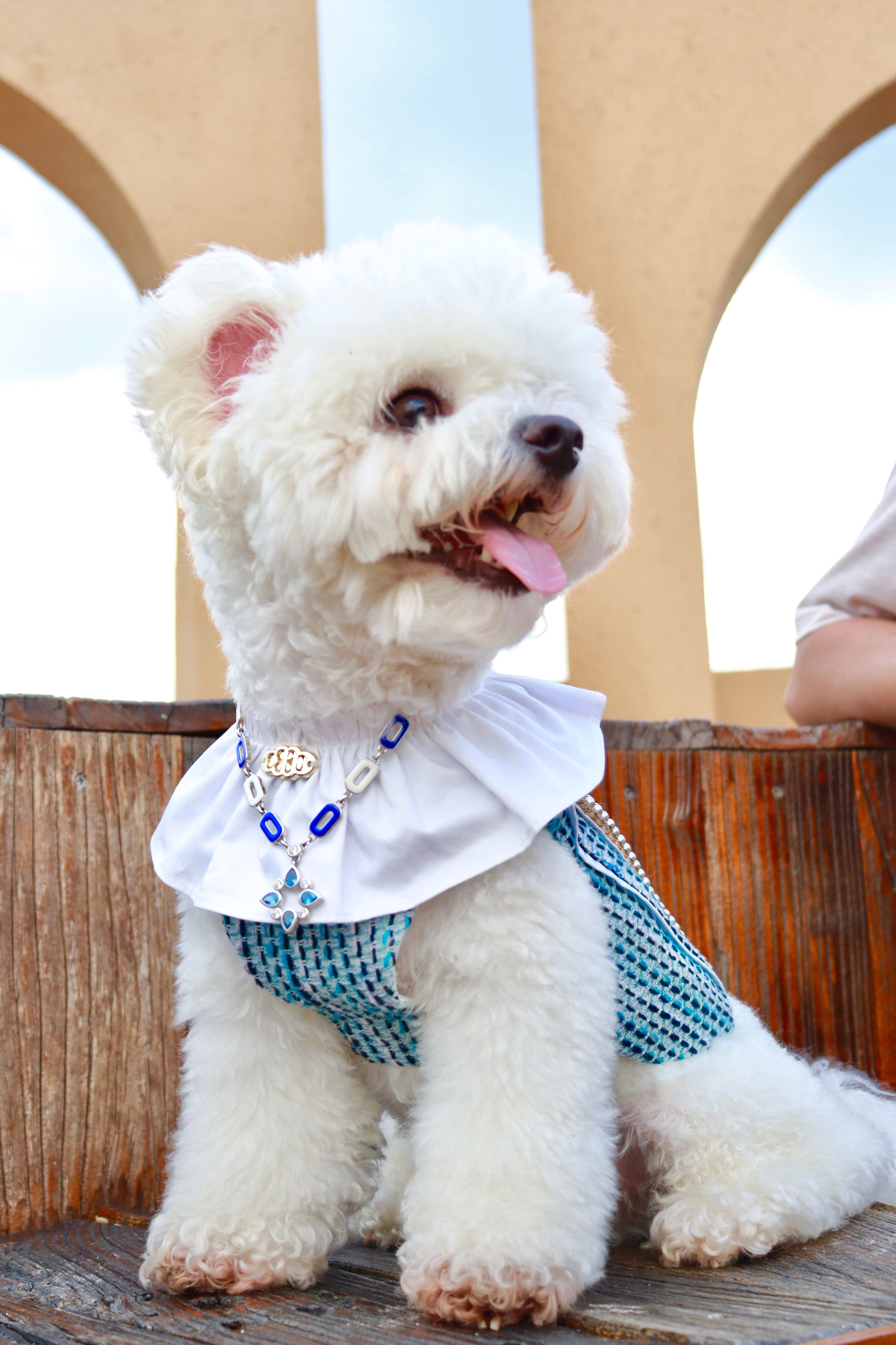 The Atlantis Dolphin Rider Pet Clothing - Scaly Tweed & Ruffled Collar Design