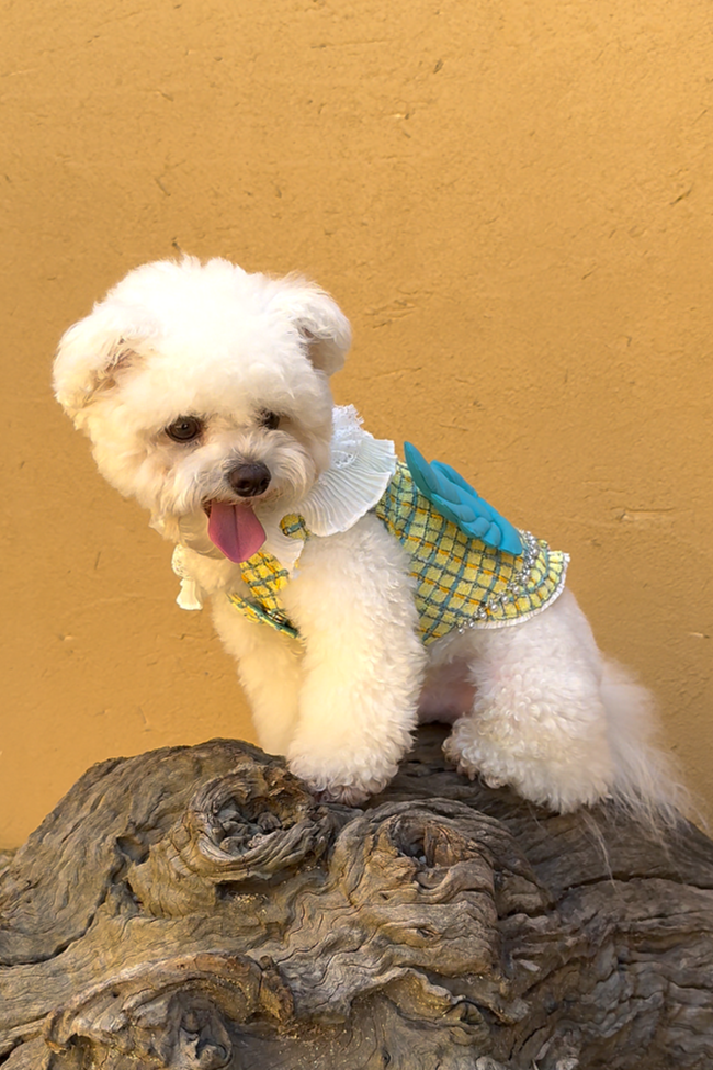 The Atlantis Hermos Pet Clothing - Yellow Tweed & Winged Speed Detail