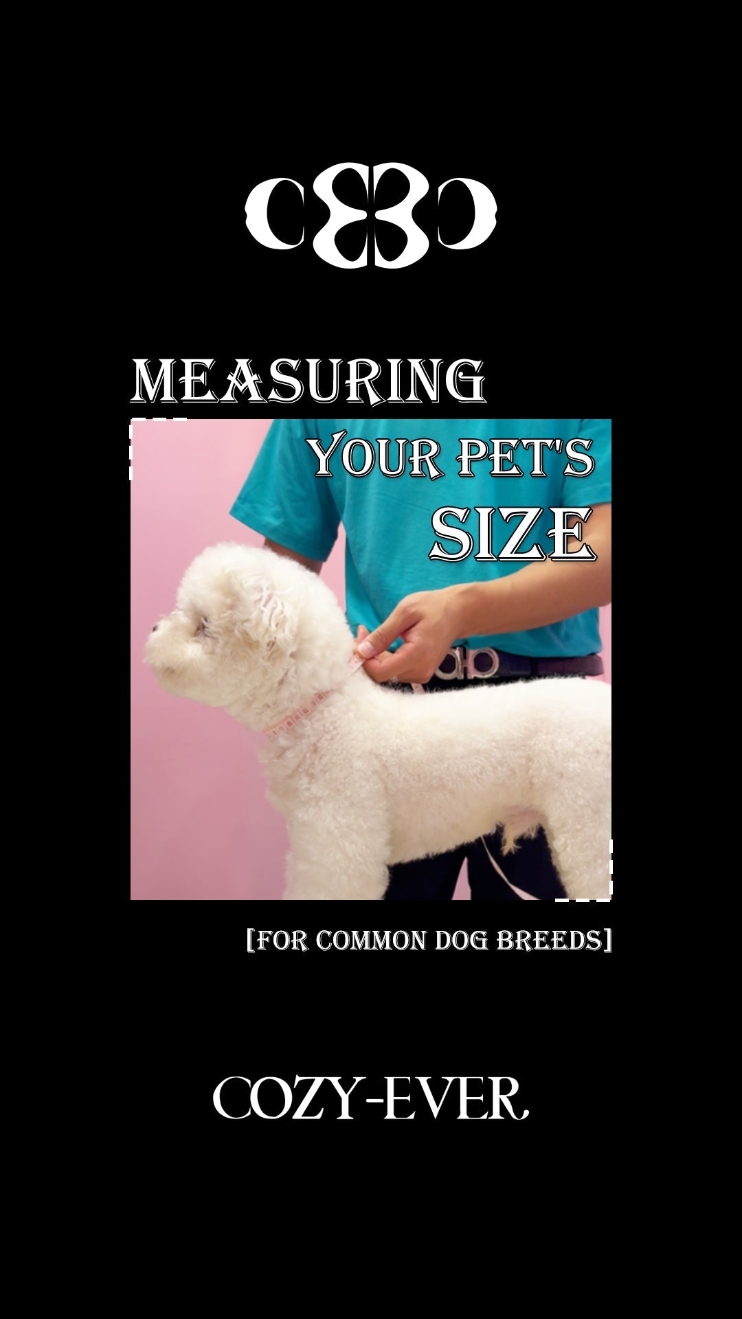 Petwear Beginner’s Guide: How to Choose Your Pet’s First Outfit?