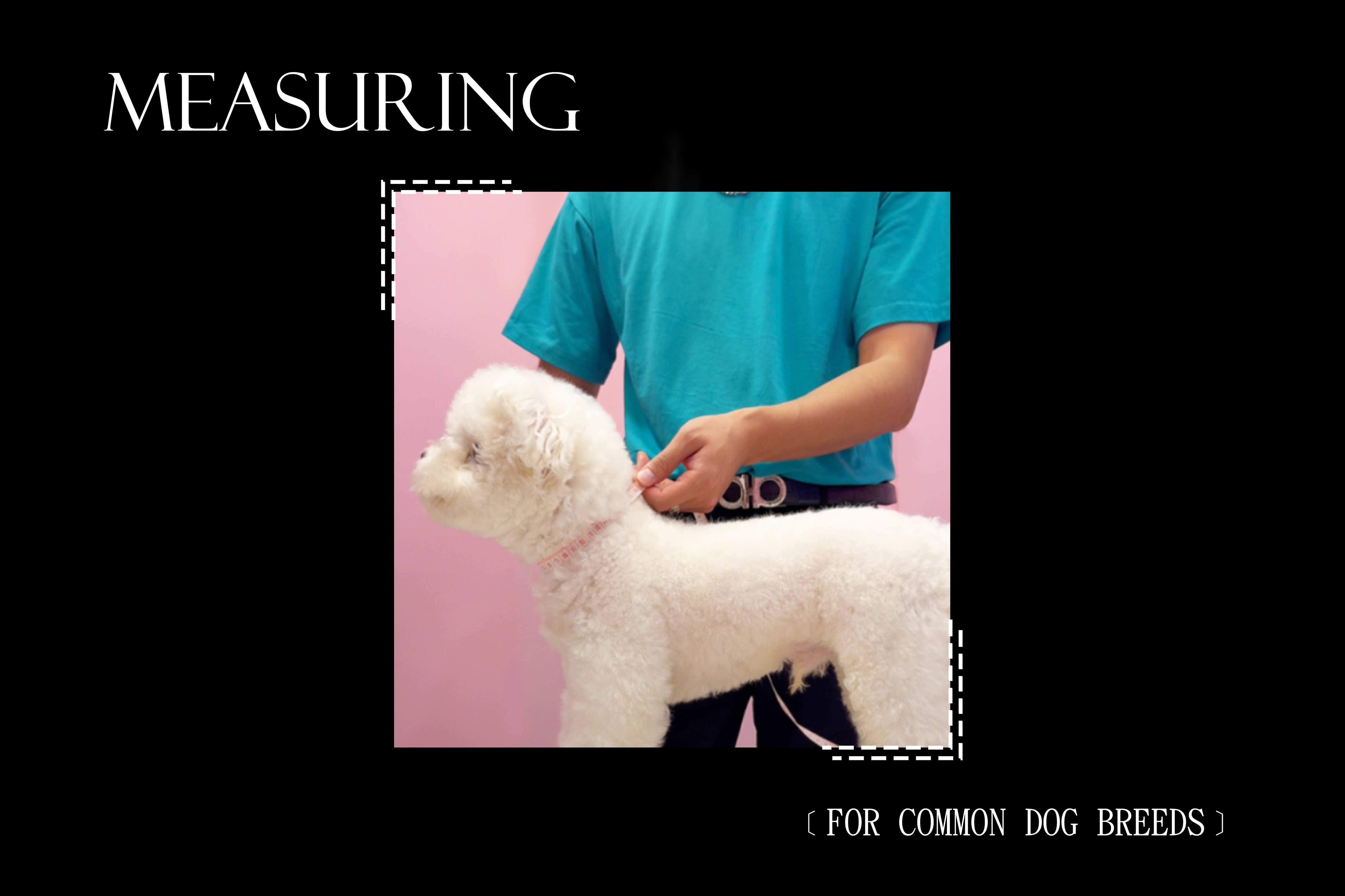 Petwear Beginner’s Guide: How to Choose Your Pet’s First Outfit?