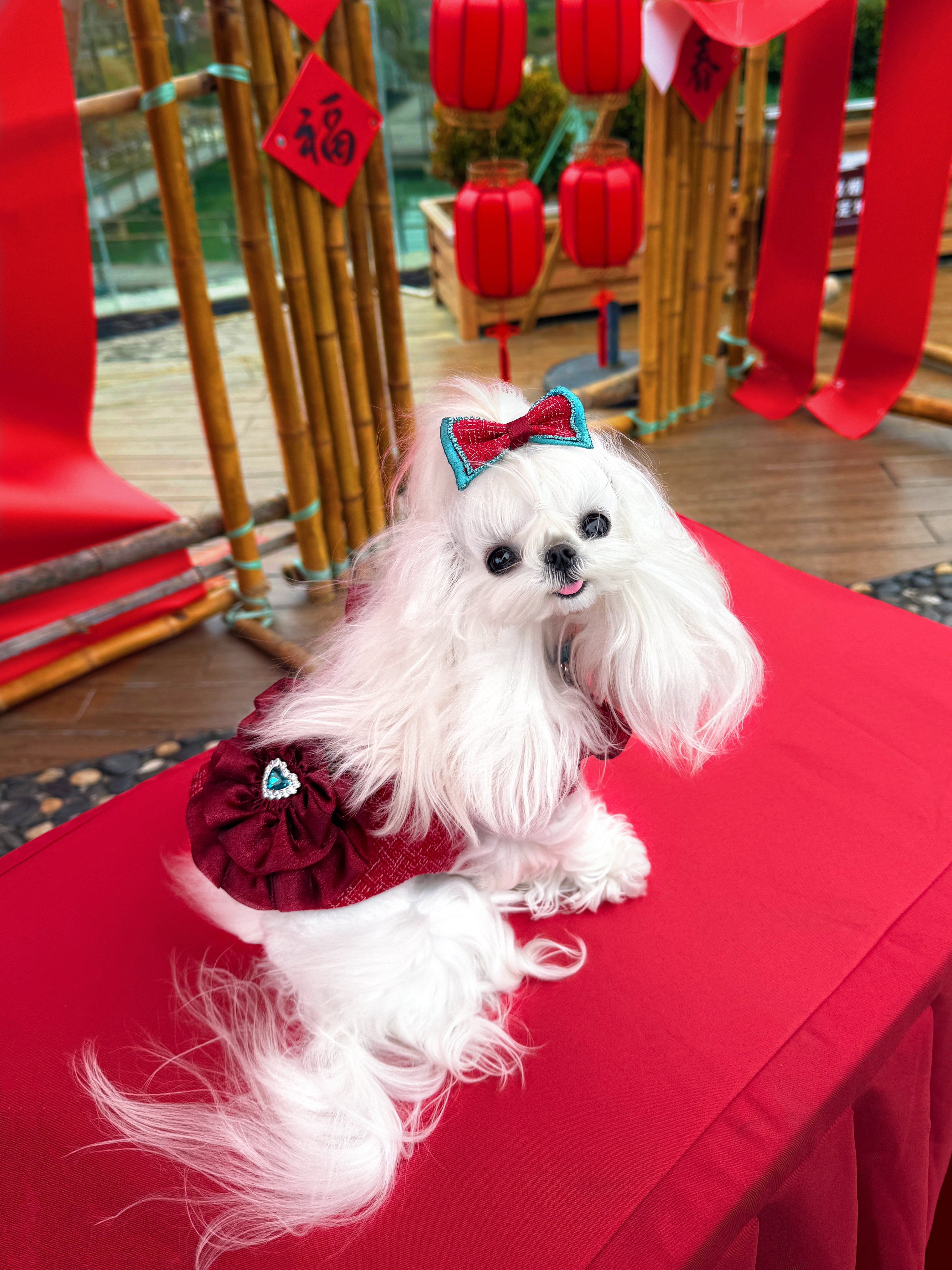 The Atlantis Eternal Love Pet Clothing - Red Tweed & Lace Floral Trim