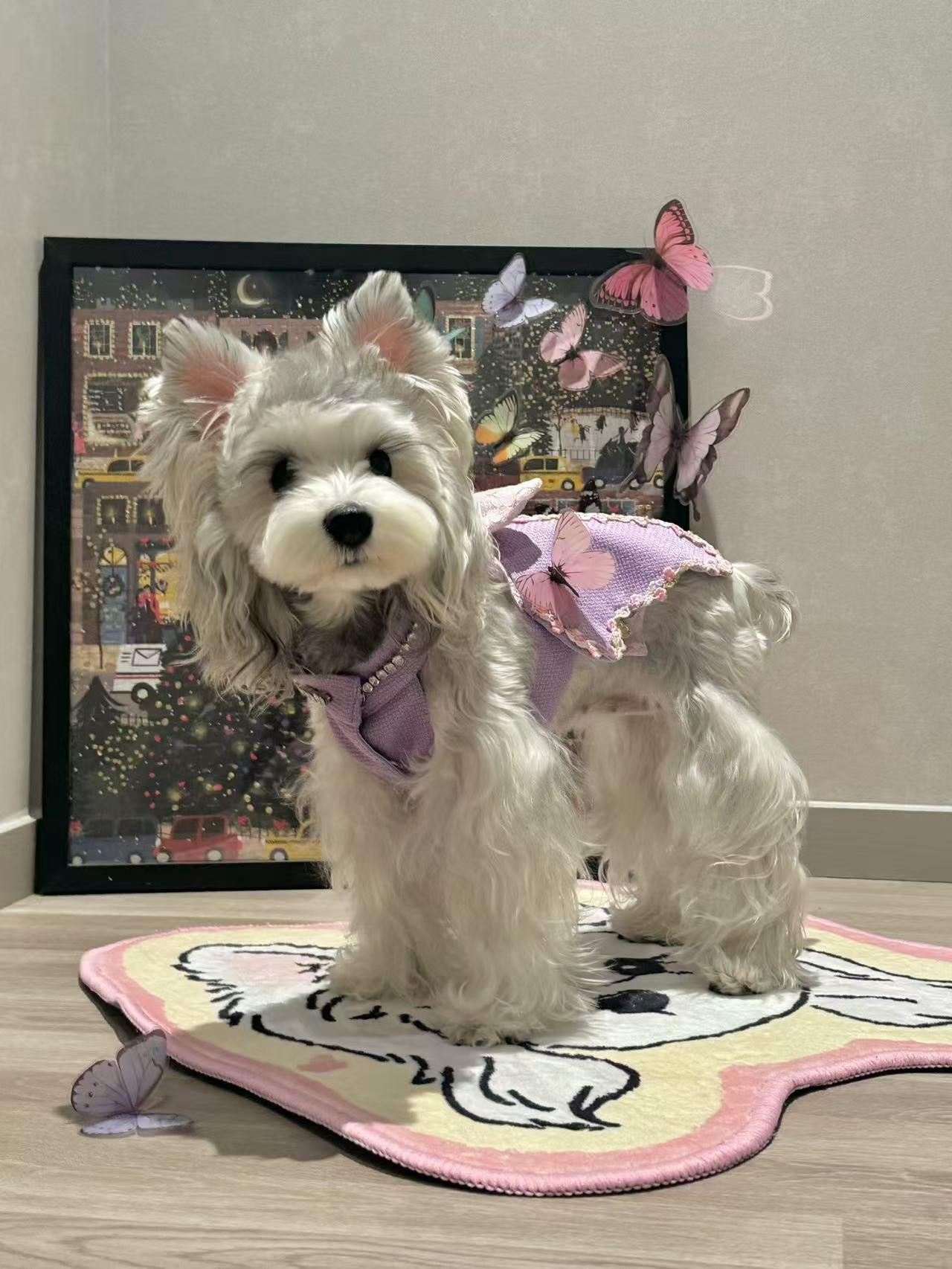 로맨틱 가든・판타지 버터플라이