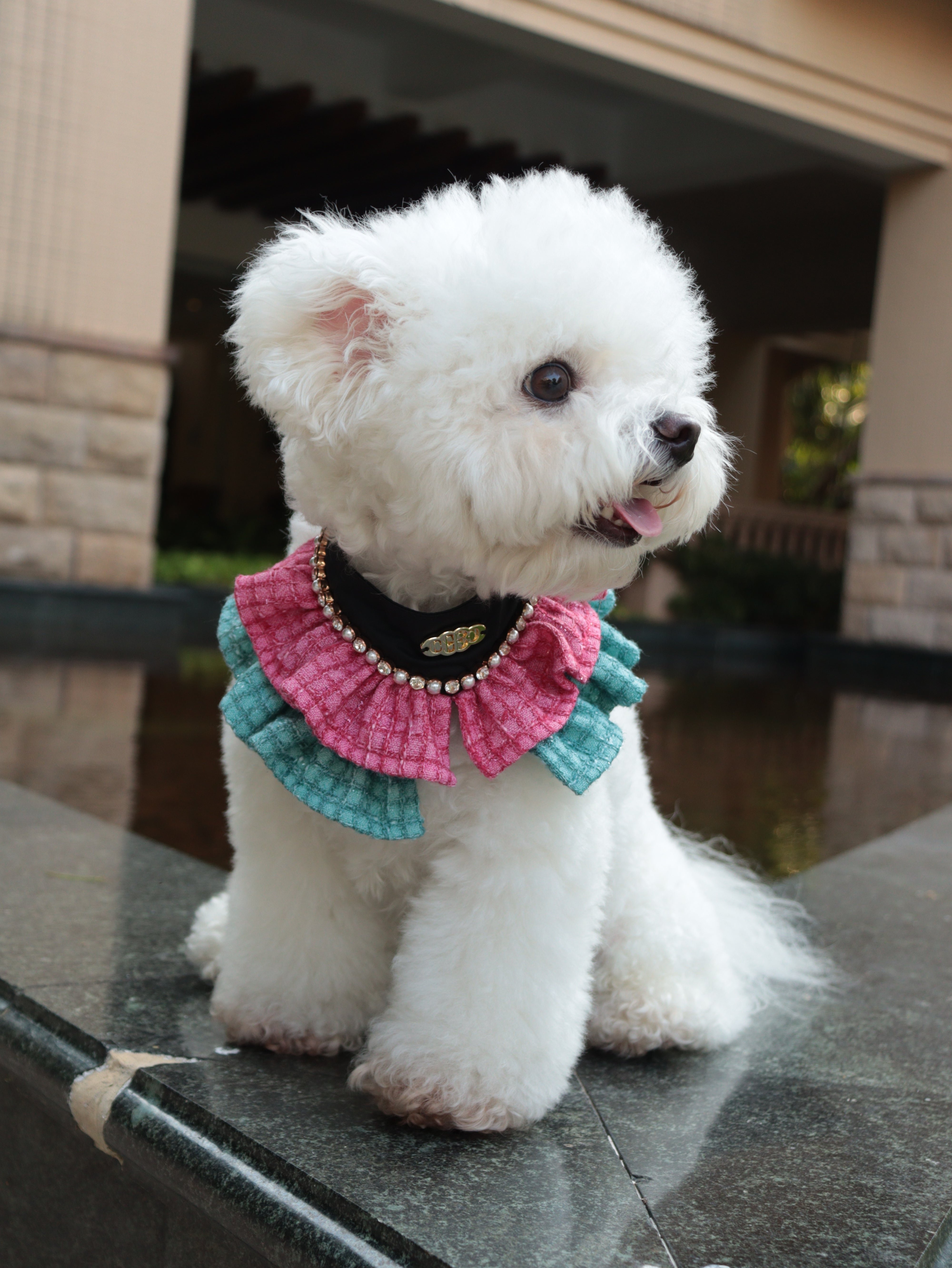 The Atlantis Romance Pet Bib – Tweed & Lace Elegance